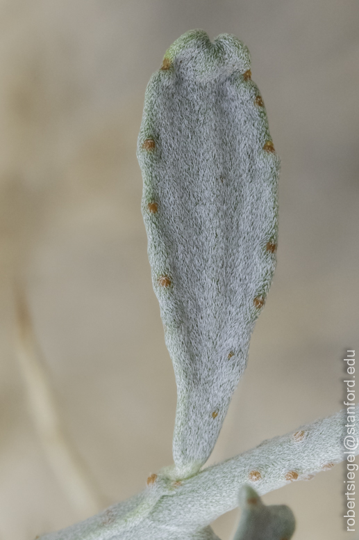 Desert Biogeography of Joshua Tree National Park